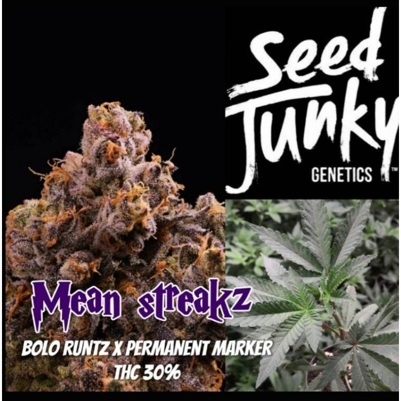 Mean​ streakz​ ค่าย​ seed​ junky​