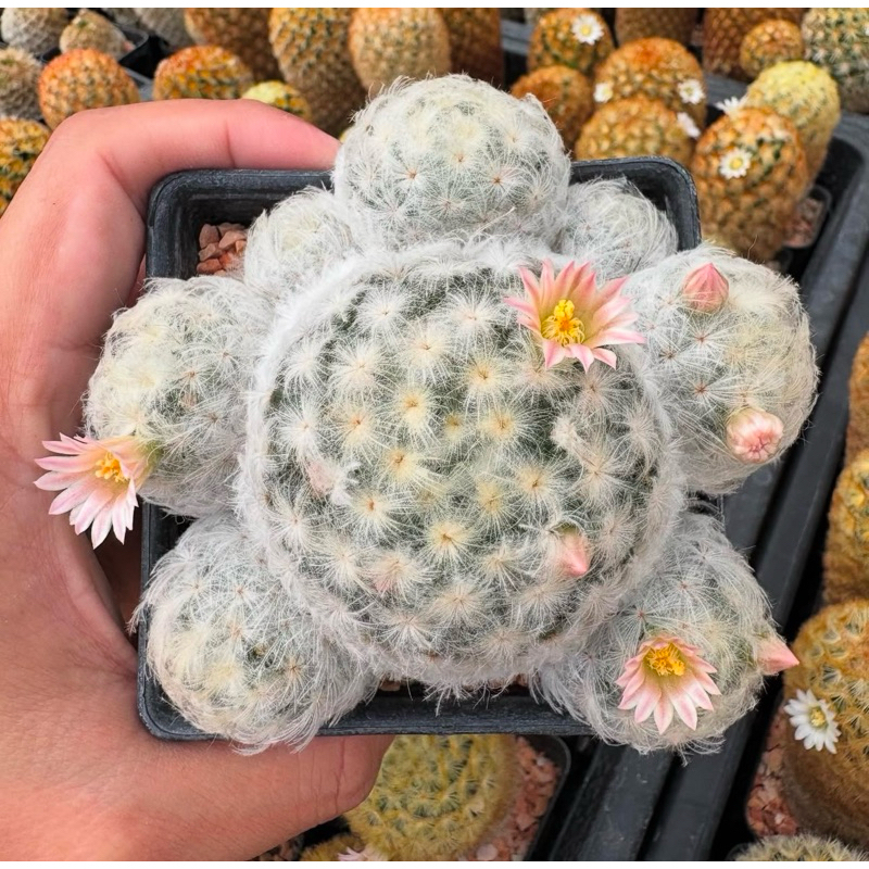 🌸🌸 💗💗☁️☁️Mammillaria Plumosa ☁️☁️ลูกไม้ขนร่มญี่ปุ่น แตกกอน่ารักสุดๆไปเลย🥳ดอกชมพูเข้มหวานสวยสุด