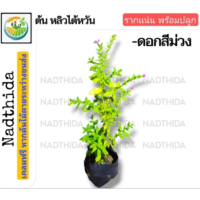 Nadthida ต้นหลิวไต้หวัน บ้านไทรทวี  ต้นไม้ตาย เคลมฟรี ทุกต้น เฉพาะ ระหว่างขนส่ง เท่านั้น หลิวไต้หวัน ต้นหลิว หลิว - รูปที่ 3