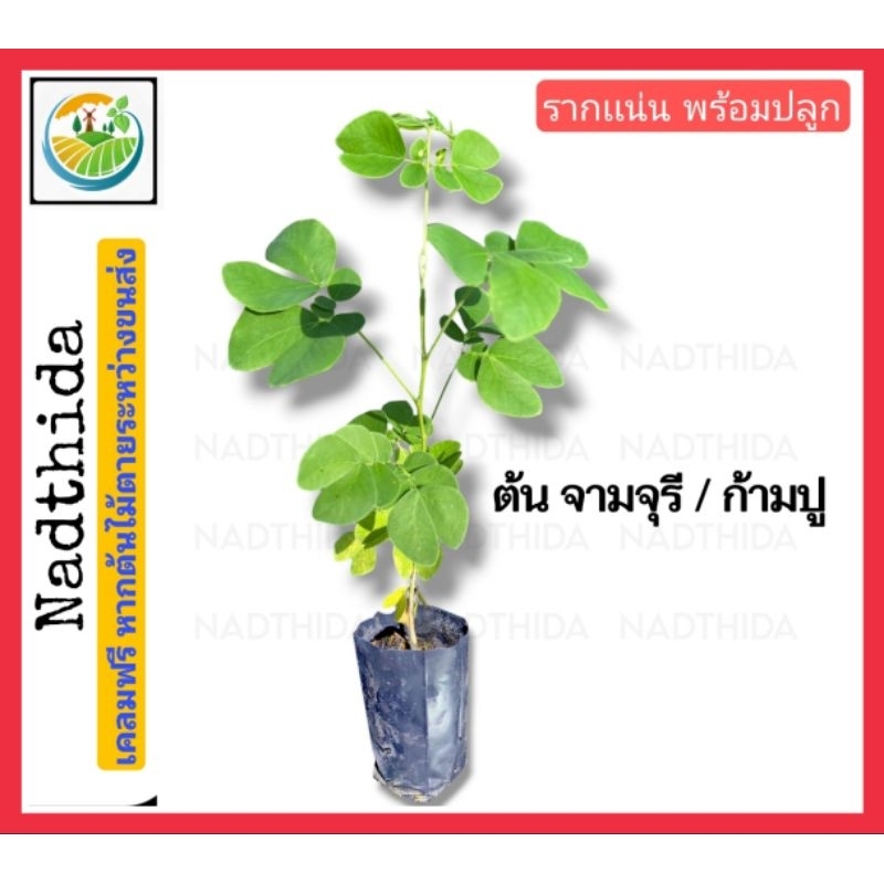 Nadthida ต้นจามจุรี หรือ ต้นก้ามปู กล้าไม้ พร้อมปลูก จามจุรี / ก้ามปู รากดีเเน่นอน