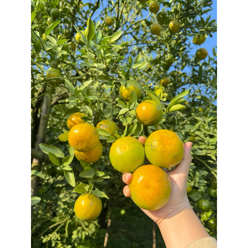 รูปภาพ 4