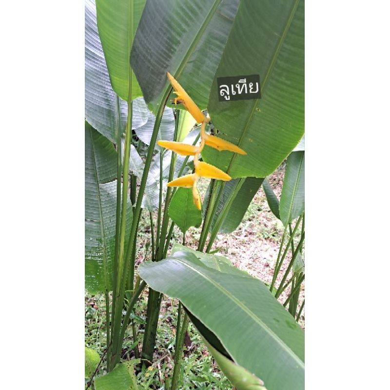 ลูเทีย/เซ็กซี่พิ้งค์/ปักษาสวรรค์