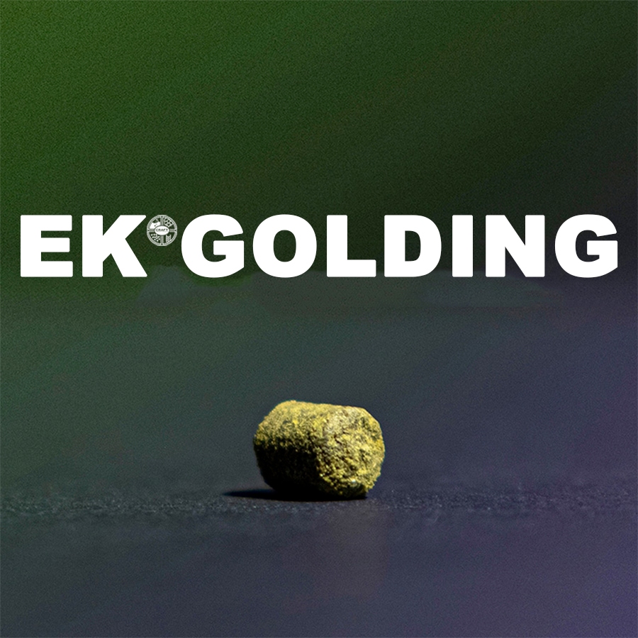ฮอป ทำเบียร์ EK Golding Hops T90 แบรนด์ Haas (57g. , 28g.)