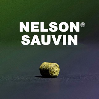 ฮอป ทำเบียร์ Nelson Sauvin Hops | คราฟท์ คอมโพเนนท์ (57g. , …