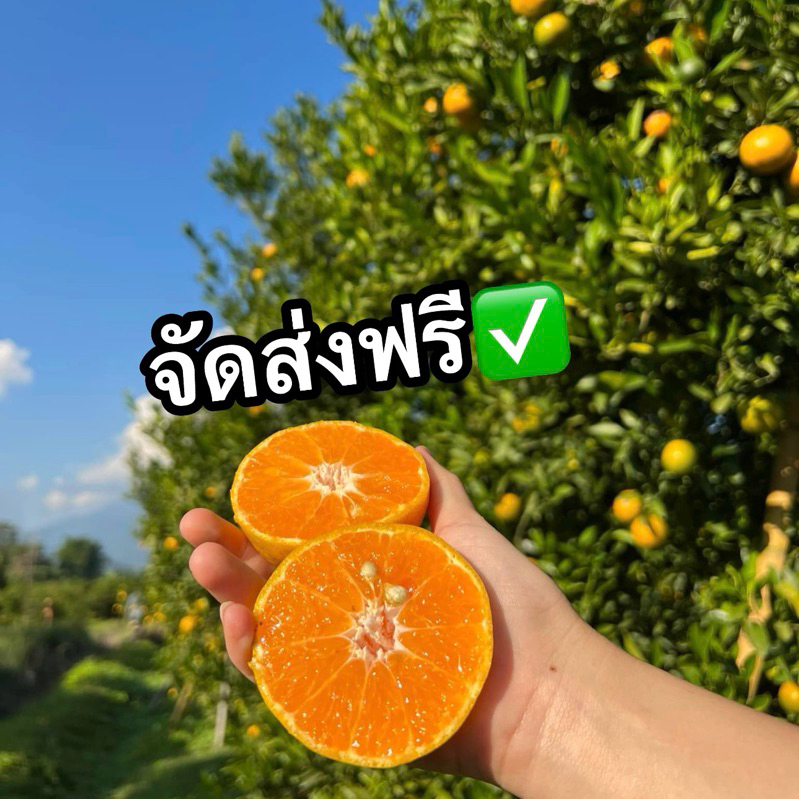 ส้มสายน้ำผึ้ง อำเภอฝาง (เบอร์ 5/5 กก) จัดส่งฟรี