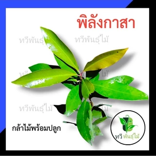 ต้นพิลัง​กาสา​ กล้าไม้พร้อมปลูก ไม้ประดับ Tawee Pantmai พิลัง​กาสา​ ไม้มงคล ไม้เศรษฐกิจ