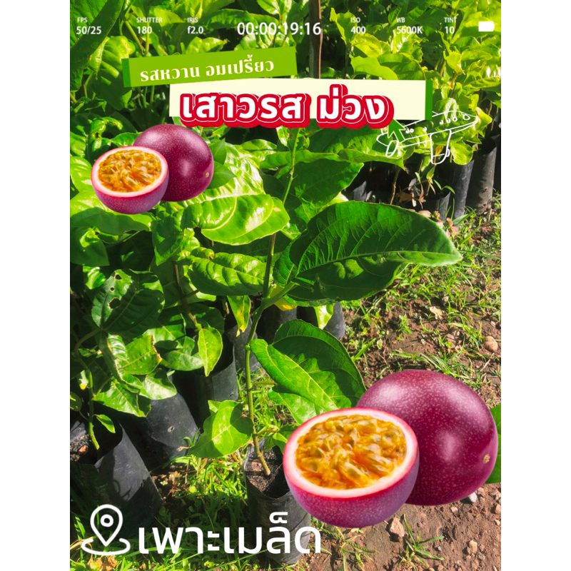 เสาวรส สีม่วง 1 ต้น เพาะเมล็ด รสหวาน อมเปรี้ยว