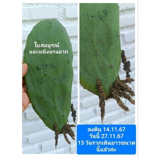 กระบองเพชรใบเสมา Opuntia cochenillifera มีแถม คัดใบหนาใหญ่ตัดสดป้ายน้ำยากันเชื้อรา โอพันเทียหูกระต่าย มิกกี้เม้า opuntia