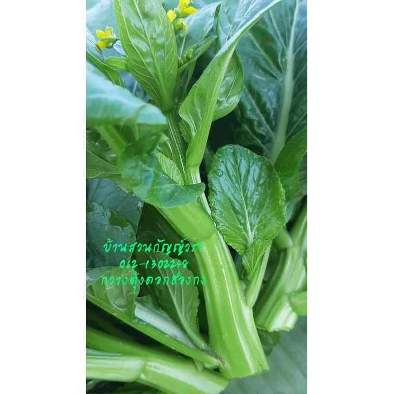 เมล็ดกวางตุ้งดอกฮ่องกง(จัมโบ้) 19บาท บรรจุ1,000เมล็ด (เมล็ดพันธุ์แบ่งขาย)