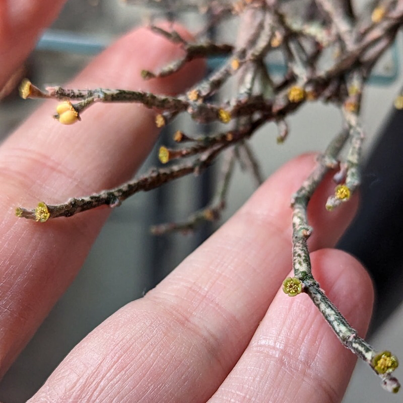 ยูโฟเบีย ขากบ Euphorbia Platyclada กระถาง 2 นิ้ว