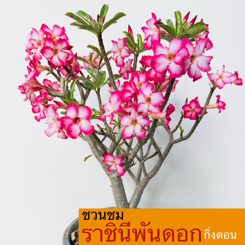 ราชินีกิ่งตอน ราชินีพันดอก ต้นชวนชม ส่งแบบไม่มีดินไม่มีกระถาง