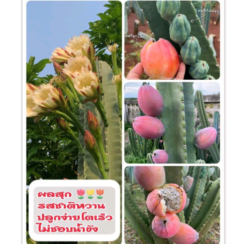 จามาคารูหนามกุด ผลทานได้ (ยังไม่มีราก) 📌โปรดอ่านรายละเอียดก่อนสั่งซื้อ