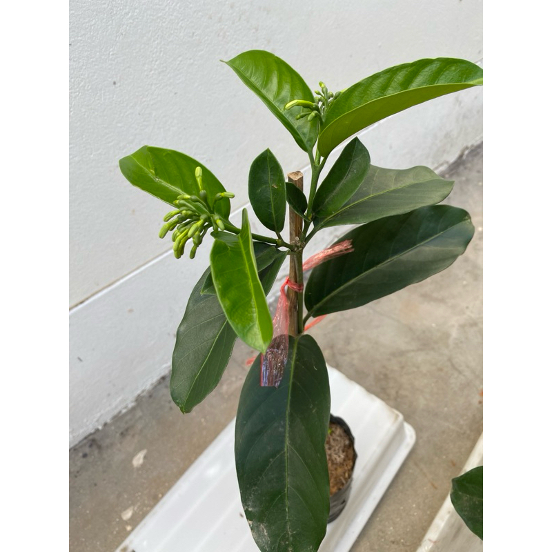 ต้นพุดบุญรักษา ดอกออกตลอดปี กลิ่นหอมมาก ปลูกดูแลง่าย - รูปที่ 2