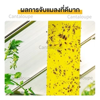 แผ่นกาวดักแมลง (มีกาวในตัว) มีให้เลือกหลายขนาด แพ็คละ 25/50/100 แผ่น กับดักแมลงกินผัก ดักแมลงศัตรูพืช กาวดักแมลงวันทอง