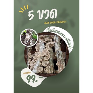 เชื้อเห็ดขอนขาว เห็ดกระด้างป่า เห็ดลม เห็ดบด 5 ขวด