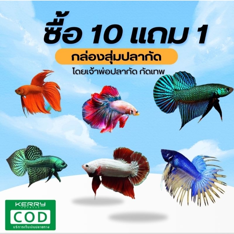 กล่องสุ่มกัดเทพ สุดคุ้ม หม้อ คราวเทล ฮาฟมูล อื่นๆเยอะมาก สวย เเข็งเเรง รับประกันโดย คิงเบต้า