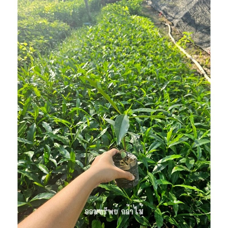 ต้นมั่งมี ต้นเฉียงพร้านางเเอ 15-20 ซม. ไม้มงคล นิยมปลูกเสริมมงคล 🌱🎊เสียหายจากขนส่งเคลมฟรี