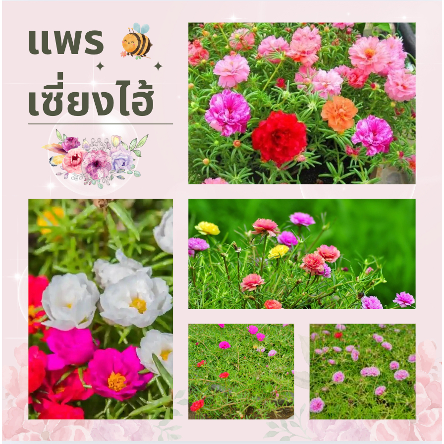 พร้อมส่ง!! คุ้มสุดๆ ลดราคา กิ่งคุณนายตื่นสาย แพรเซี่ยงไฮ้ พันธุ์กลีบดอกซ้อน สด สวย เลือกสีได้ สีหายาก ปลูกง่าย