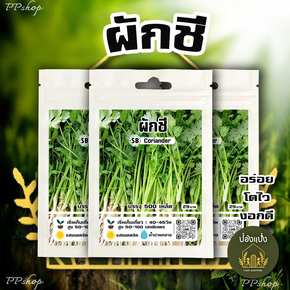 เมล็ดผักชี - บรรจุ 500 เมล็ด/ซอง/ โปรโมชั่น [ซื้อ 2 แถม 1ซอง] // PPshop