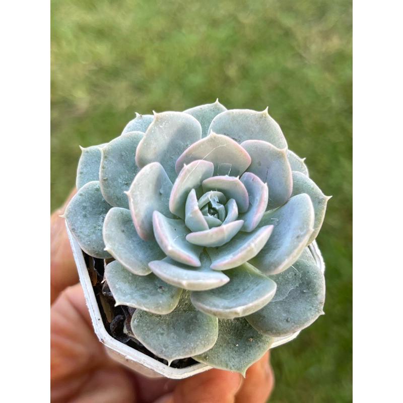 Echeveria runyonii san carlos ไม้อวบน้ำ น่ารักๆ กระถาง 2 นิ้ว