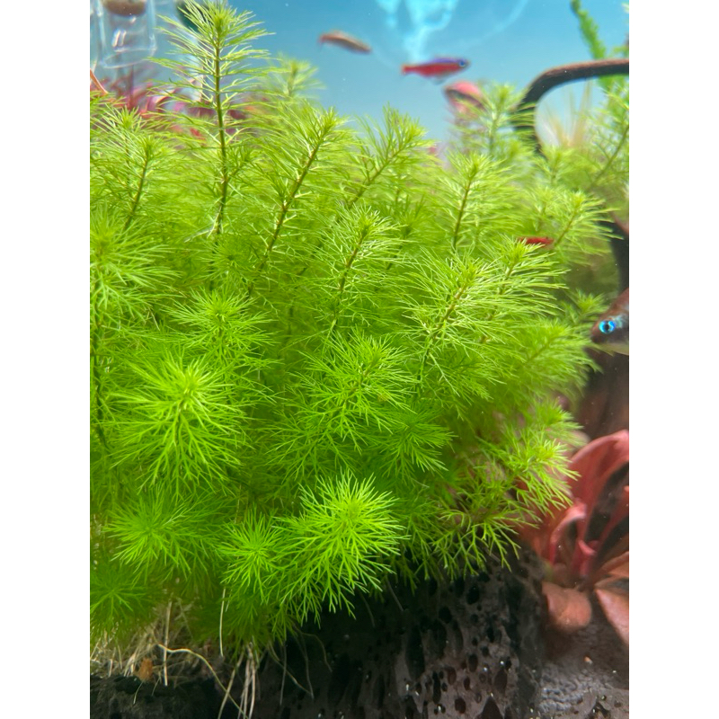 ขนนกแคระญี่ปุ่น Myriophyllum Guyana