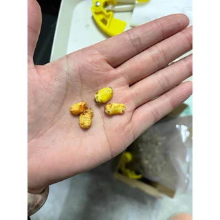 🐿️ ชีสจิ๋ว ชีสเล็ก โปรตีนสัตว์เลี้ยง ด้วงชีส กระรอก สำหรับสัตว์ฟันแทะทุกชนิด
