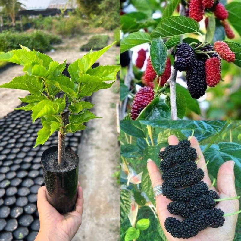 ต้นมัลเบอรี่ตรุกี (ปักชำ)