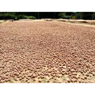 สาคูต้น เกรดพรีเมียม 1 กก. แป้งสาคูต้นพัทลุง จากต้นสาคูแท้ 100% ออร์แกนิค จากธรรมชาติ