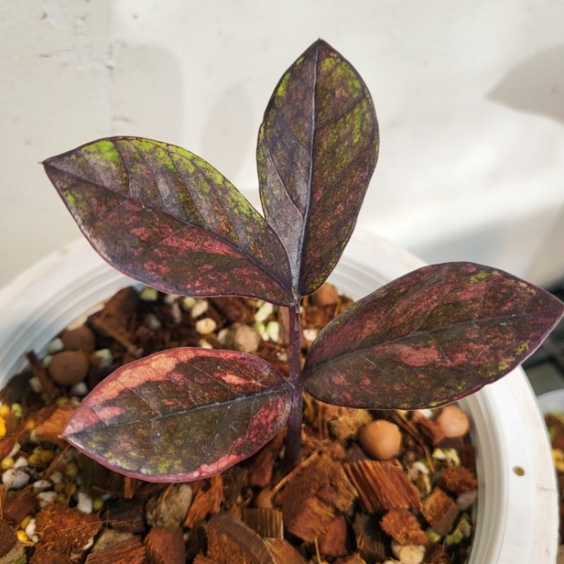 กวักมรกตดำด่างชมพู Zamioculcas Zamifolia Black Variegated ฟอร์มสวย มีหัว มีรากแล้ว