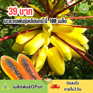 เมล็ดพันธุ์มะละกอเหลืองกระบี่ 100 เมล็ด