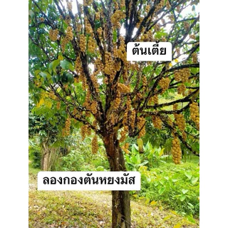 #ต้นลองกองตันหยงมัส (ต้นเล็ก) เสียบยอดสูงราว 60 เซนให้ผลผลิตเร็วภายใน2ปี