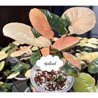 🥀เขี้ยวตาเสน่ห์จันทร์บุษราคัมฟูลมิ้น จัดส่งพร้อมอุปกรณ์การอบสินค้าแบ่งจากต้นแม่100%