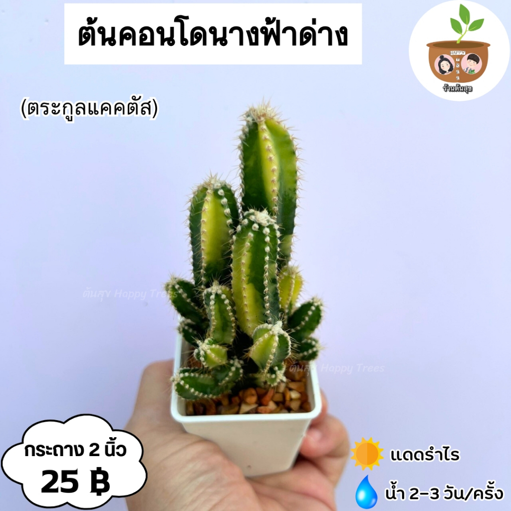 ต้นคอนโดนางฟ้าด่าง จัดส่ง 2 ต้นขึ้นไป คละแบบได้
