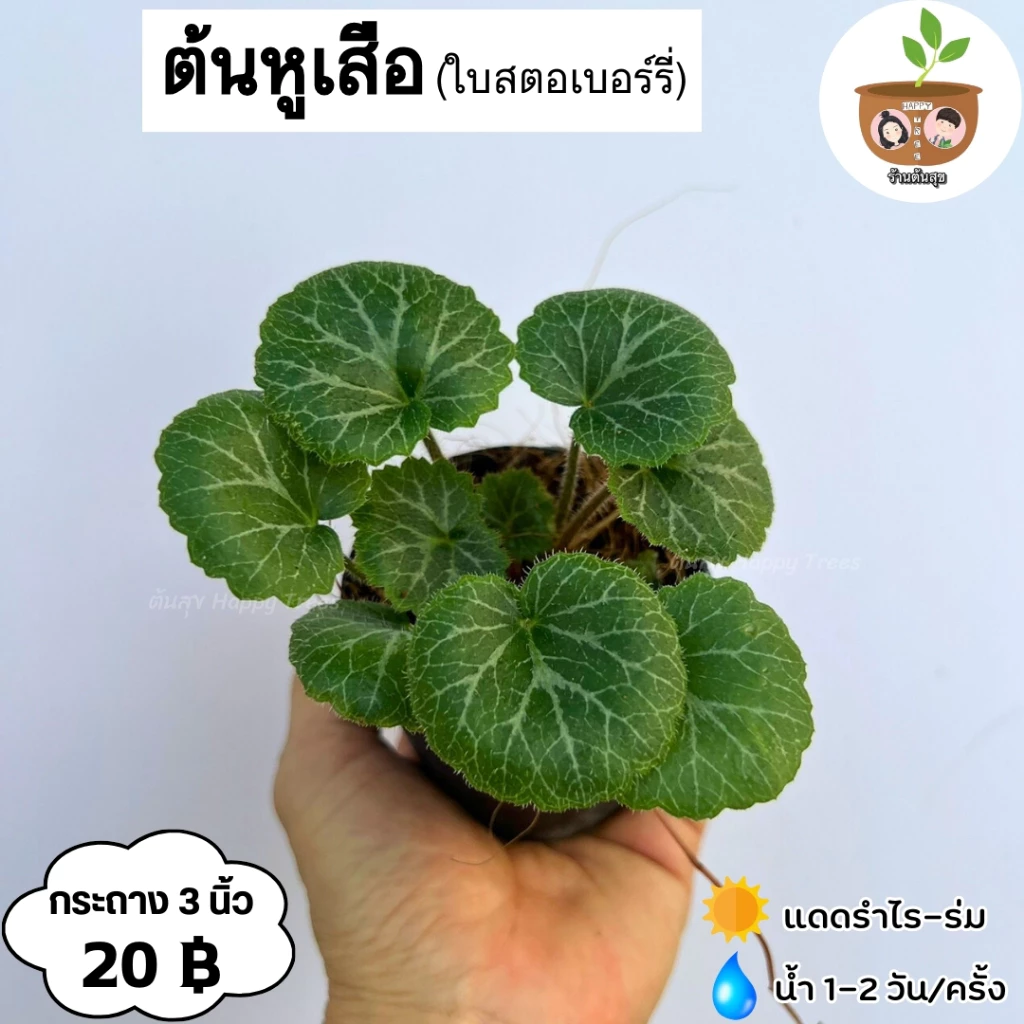 ต้นหูเสือ จัดส่ง 2 ต้นขึ้นไป คละแบบได้