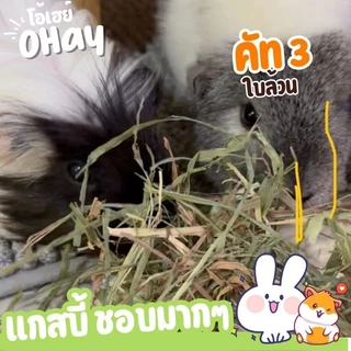 NEW! ทิมใบล้วน 🔥Ohay ส่งฟรี!!🔥 หญ้ากระต่าย หญ้าทิโมธีคัท 3 ทิมใบล้วนร่อนฝุ่นจาก iHay 1กก.