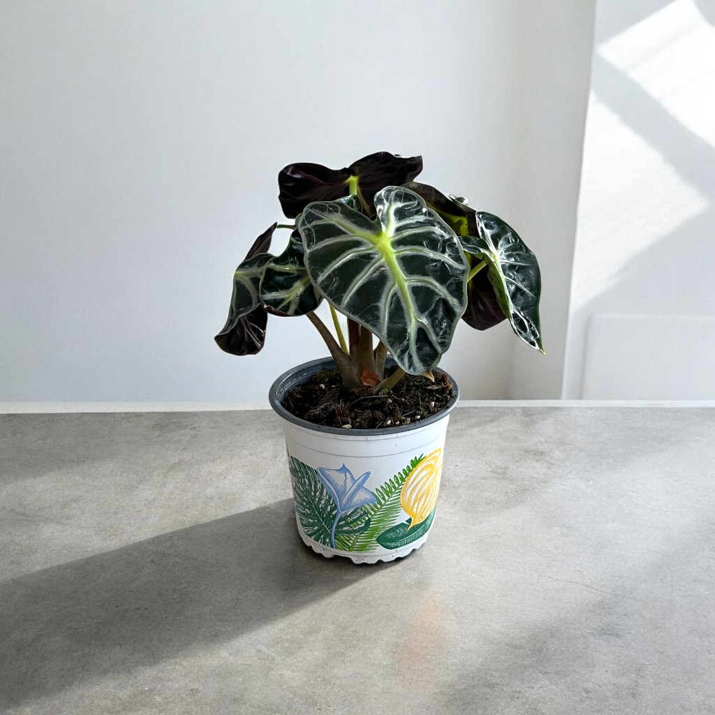 อโลคาเซียฮาร์ทบอลลูน (Alocasia Balloon Heart) กระถาง 5 นิ้ว