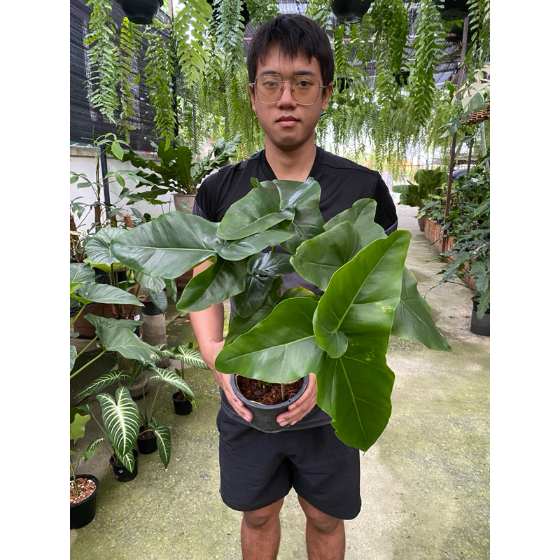 Philodendron Angela ฟิโลเดนดรอนแองเจล่า หรือ ใบไขว้