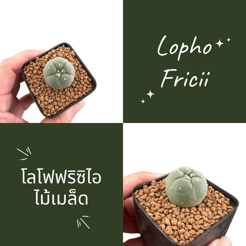 09 Lopho Fricii โลโฟฟริซิไอ Cactus แคคตัส
