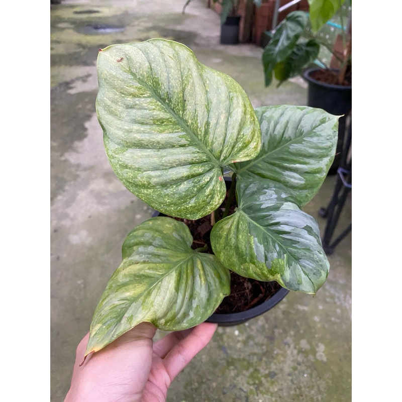 Philodendron sodiroi ฟิโลเดนดรอน โซดิรอย