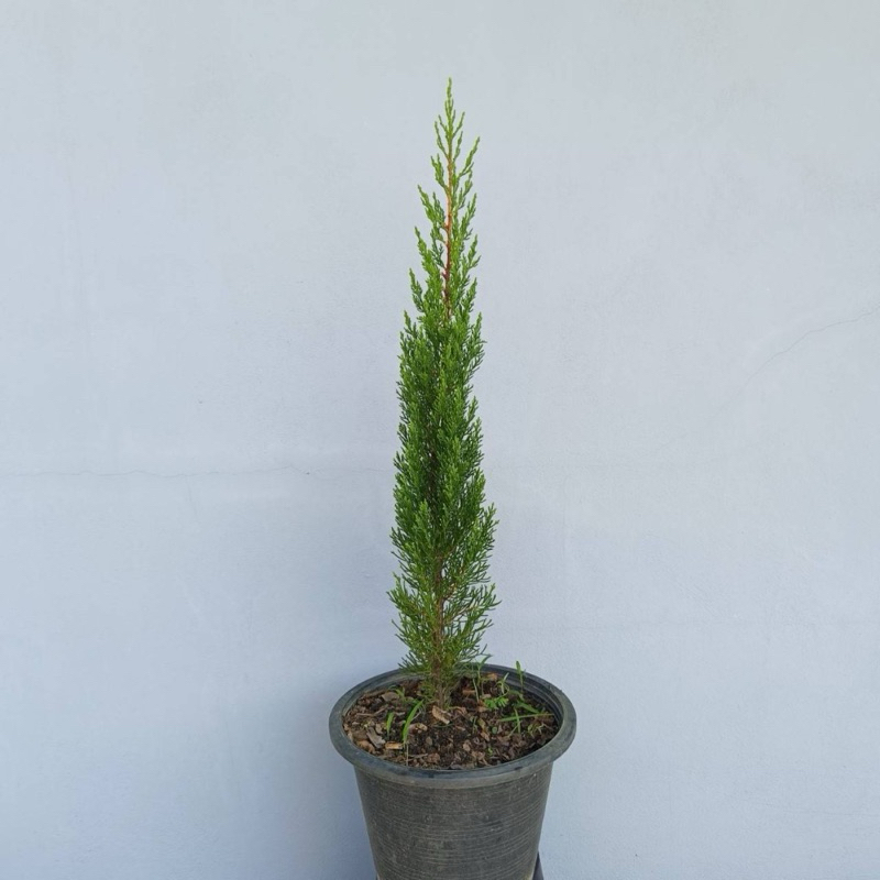สนดินสอเขียวไซร้ใหญ่ (ltalian cypress ) กระถาง 11 นิ้ว สูง 70-80 ซม.