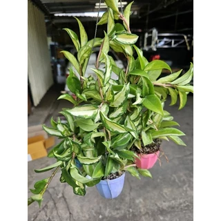 ต้นโฮญ่าด่างใน(Krimson Princess) กระถางสี3"
