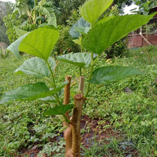 กิ่งหม่อนพันธ์ุดำออสตุรกี