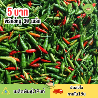 ราคาถูกที่สุด พริกขี้หนูสวน 30 เมล็ด
