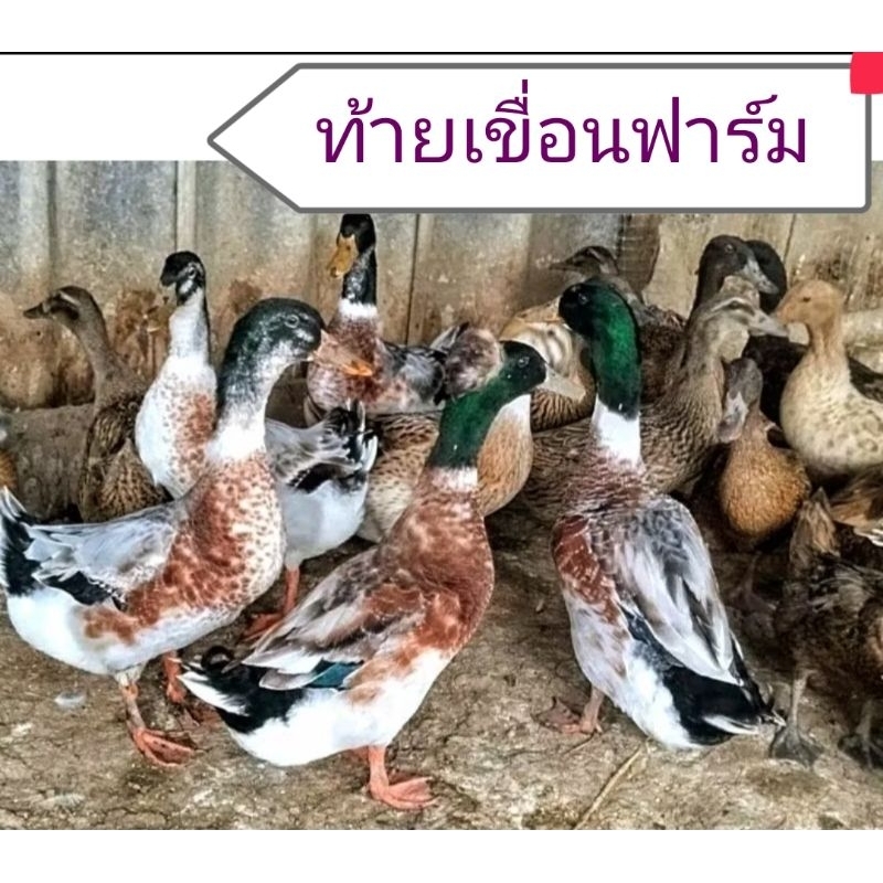 ไข่เชื้อเป็ดมัลลาร์ดใหญ่(เซด5-30ฟอง) (ลายสวยลุ้นจุก) เชื้อดีมาก