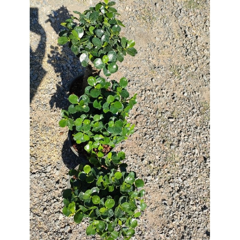 ต้นช้อนเงินช้อนทอง ตอใหญ่ทรงกำลังดี จัดส่งพร้อมกระถาง10นิ้วภาพถ่ายจากสินค้าจริง  ราคาถูกจากสวนจ้า - รูปที่ 5