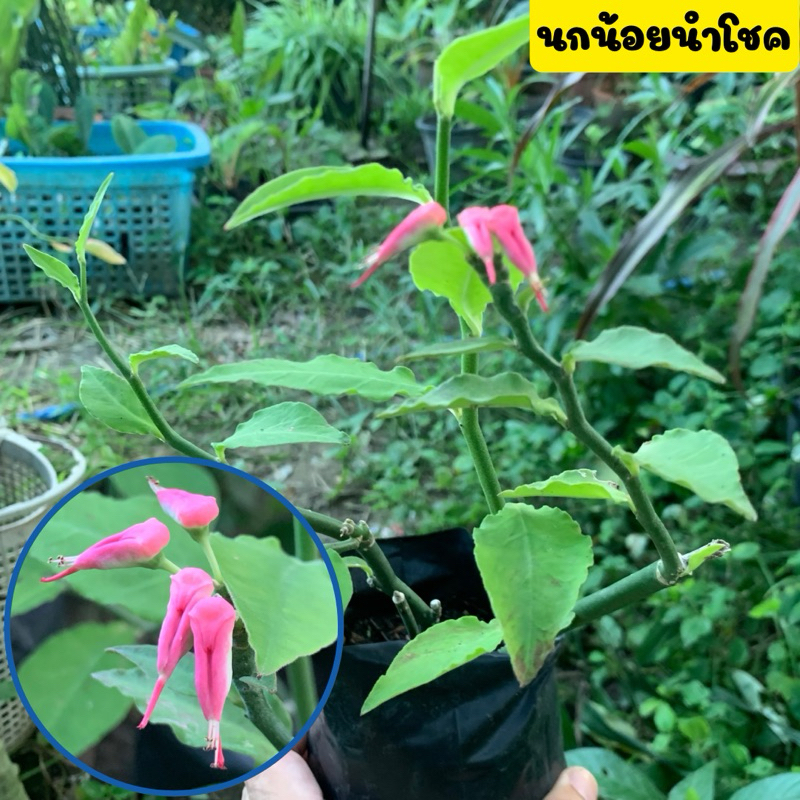 🪴นกน้อยนำโชค🪴ไม้มงคล เรียกโชคลาภ ปลูกง่าย ออกดอกเป็นรูปนก ขายพร้อมถุงชำ รากเต็มพร้อมปลูก