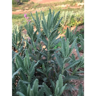 ลาเวนเดอร์ไฮบริดส์ (Lavandula hybrid) ความสวย และความหอม ที่มาพร้อมสารพัดประโยชน์ ลาเวนเดอร์ไฮบริดส์ (Lavandula hybrid)