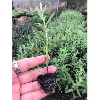 ลาเวนเดอร์ไฮบริดส์ (Lavandula hybrid) ความสวย และความหอม ที่มาพร้อมสารพัดประโยชน์ ลาเวนเดอร์ไฮบริดส์ (Lavandula hybrid)