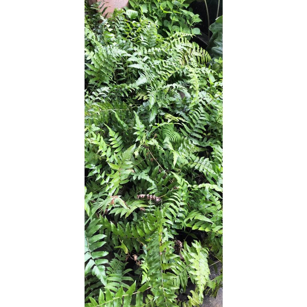 ต้นกล้า ผักกูด ต้นละ 12 บาท พร้อมปลูก  กูดกิน กูดครึ ผักกูดขาว ผักกูด - รูปที่ 2