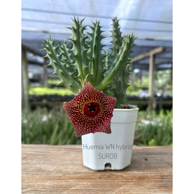 Huernia WN hybrid SURD8